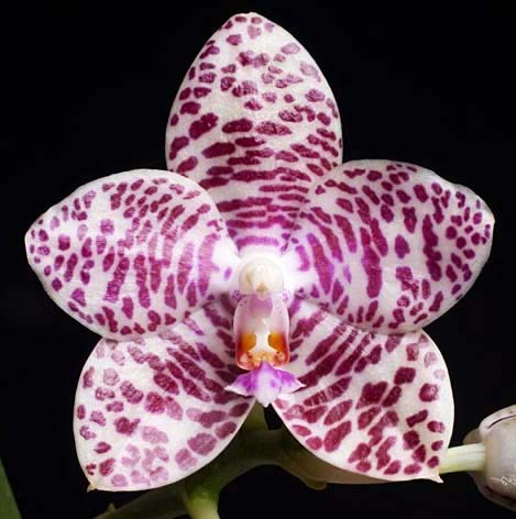 Phalaenopsis Brother Glory 'G-12'