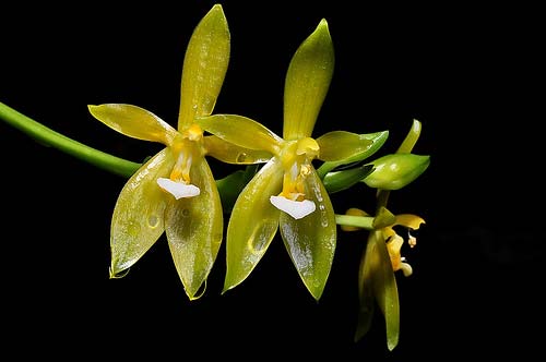 Phalaenopsis cornu-cervi alba