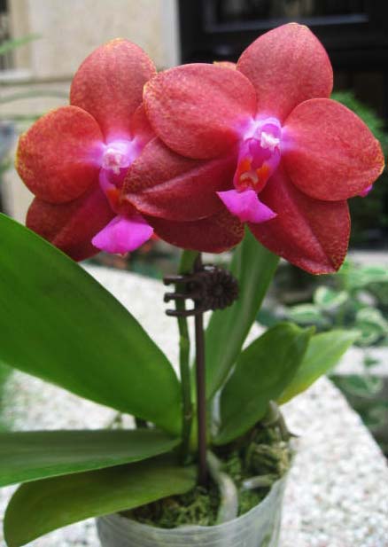 Phalaenopsis Fusheng's World 'FS'