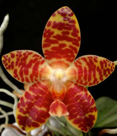 Phalaenopsis gigantea x Brother Ambo Passion