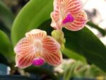 Phalaenopsis javanica