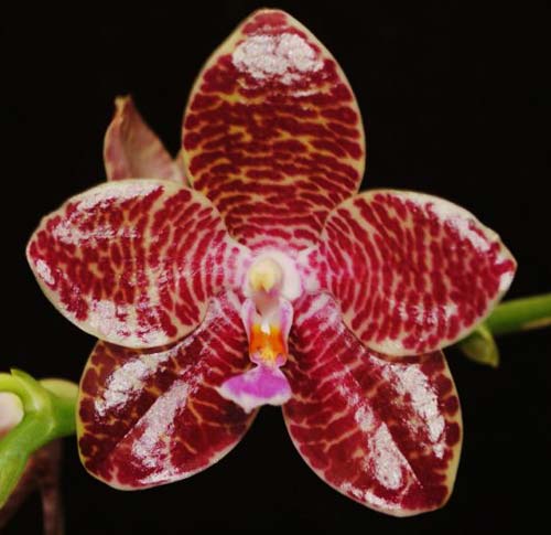 Phalaenopsis Joey (gigantea x lueddemanniana)