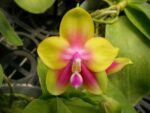 Phalaenopsis KS Happy Eagle
