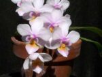 Phalaenopsis Liu's Rainbow