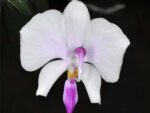 Phalaenopsis lowii