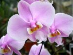 Phalaenopsis schilleriana var. immaculata
