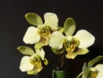 Phalaenopsis stuartiana (green x yellow)