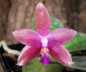 Phalaenopsis tetraspis 'C1' x Phalaenopsis KS Happy Eagle