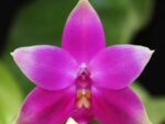 Phalaenopsis violacea 'Red'