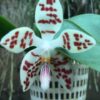 phalaenopsishieroglyphicaxsib1