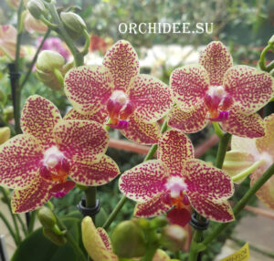 Phalaenopsis PHM 154 Sogo Pikachu