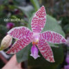 phalaenosishieroglyphica