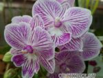 Phalaenopsis PHM 038 Tying Shin World Class Big lip