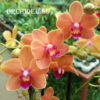 Phalaenopsis PHM 095 Paprika
