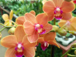 Phalaenopsis PHM 095 Paprika