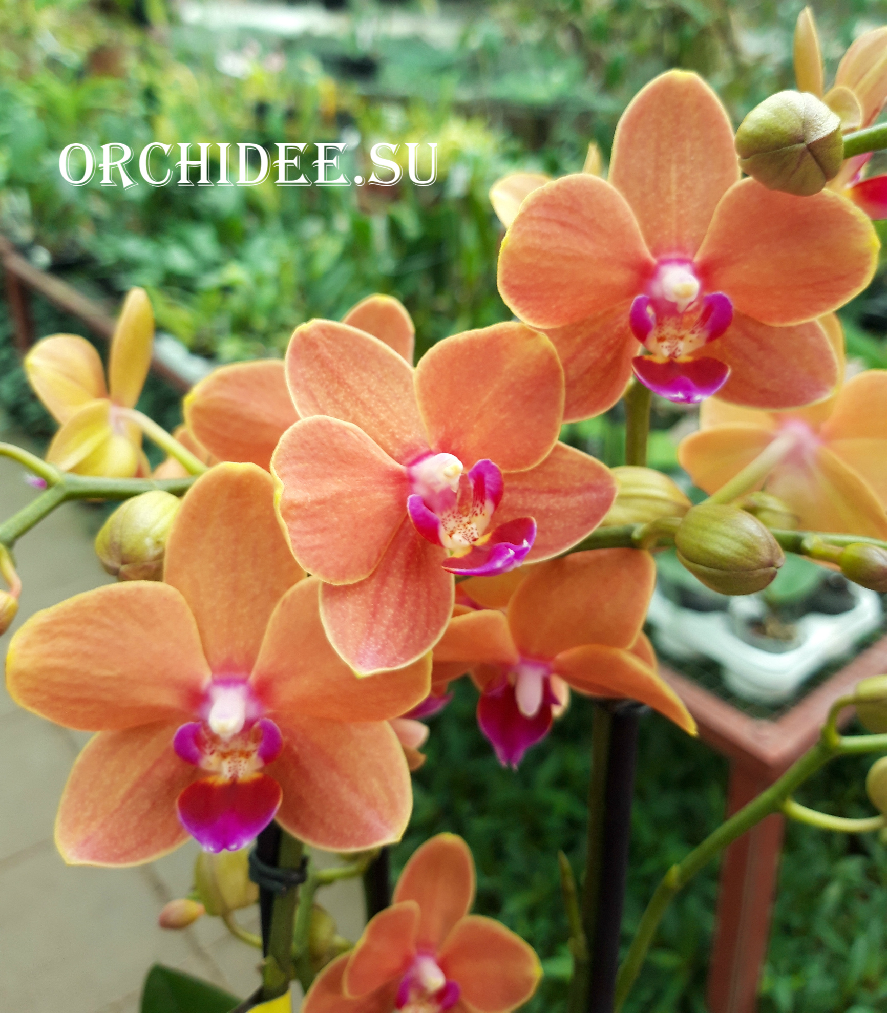 Phalaenopsis PHM 095 Paprika