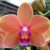 phm095orange