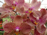 Phalaenopsis PHM 128