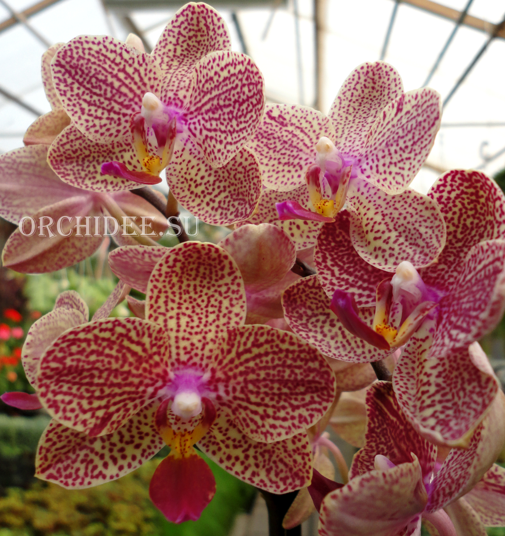 Phalaenopsis PHM 128