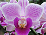 Phalaenopsis PHM 133 Girl Talk