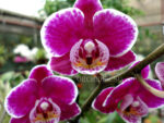 Phalaenopsis PHM 142