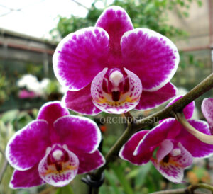 Phalaenopsis PHM 142