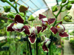 Phalaenopsis PHM 072/1 Bellinzona Harlekin type (peloric)