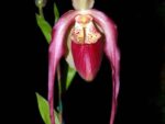 Phragmipedium kovachii x wallisii