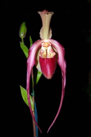 Phragmipedium kovachii x wallisii