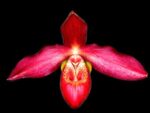 Phragmipedium Memory Dick Clements (besseae x sargentianum)