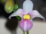 Phragmipedium schlimii
