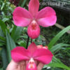 Phragmipedium Fritz Schomburg (besseae x kovachii)