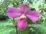 Phragmipedium Eumelia Arias (kovachii x schlimii)