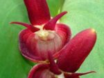 Pleurothallis calceolaris