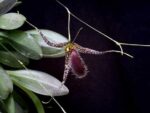 Pleurothallis megalops
