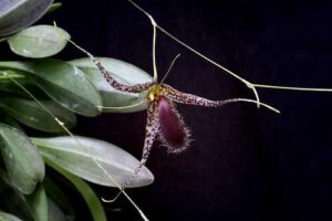 Pleurothallis megalops