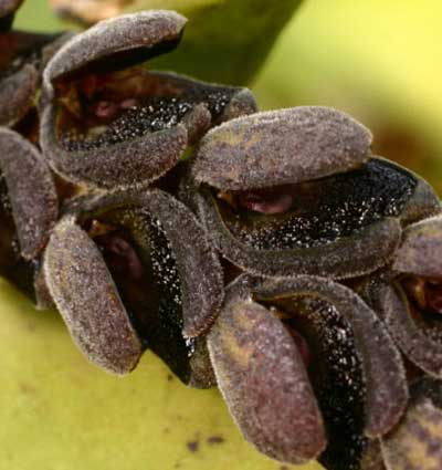 Pleurothallis saurocephala