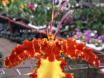 Psychopsis Kalihii 'Big'