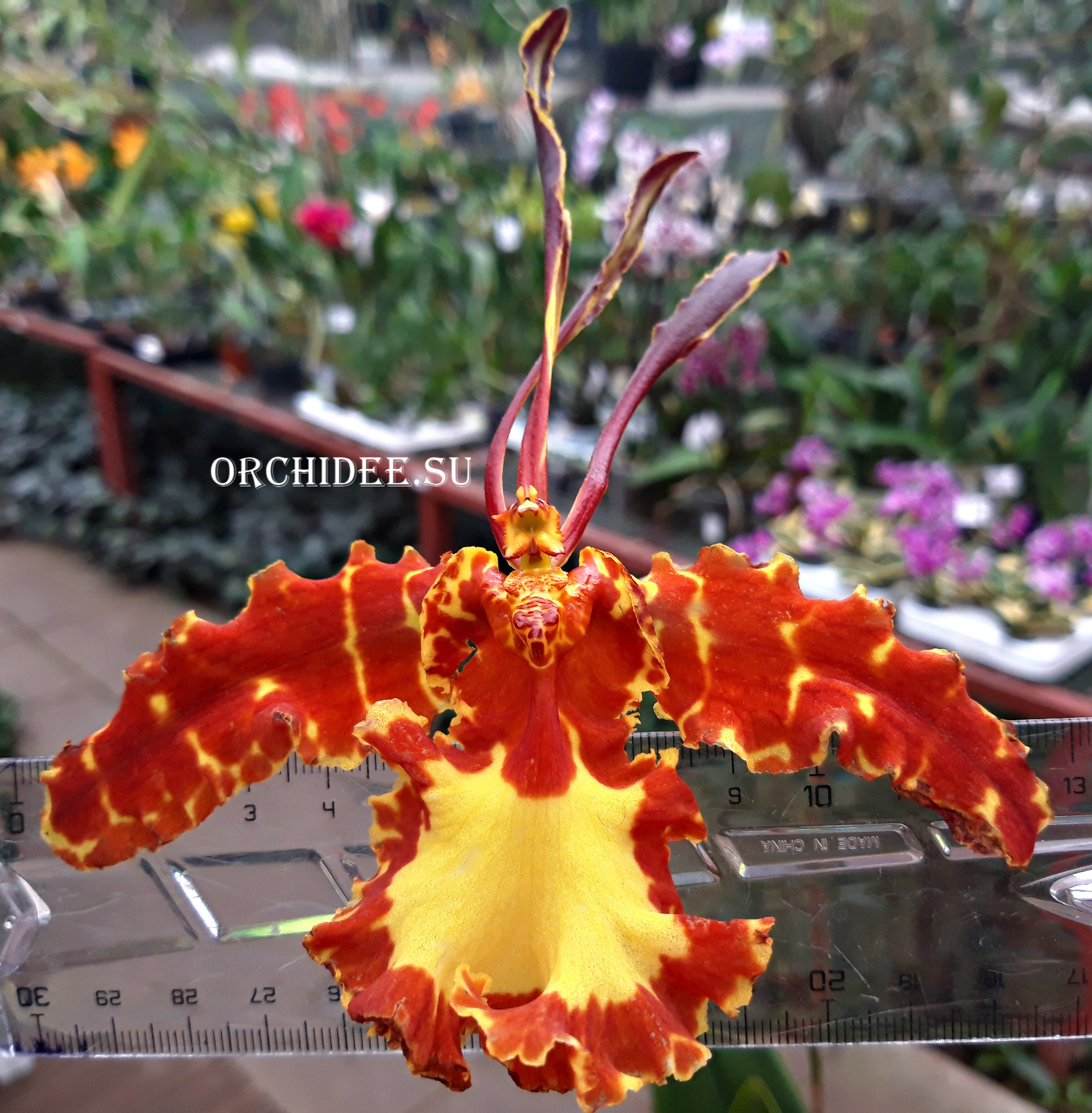 Psychopsis Kalihii 'Big'