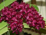 Rhynchostylis gigantea red