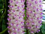 Rhynchostylis retusa spot
