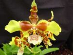 Rossioglossum Rawdon Jester (grande x williamsianum)