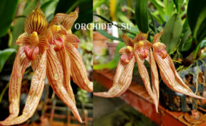 Bulbophyllum sp 02