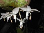 Stanhopea candida