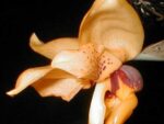 Stanhopea connata
