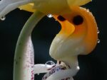 Stanhopea frymirei