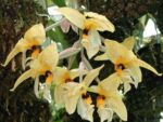 Stanhopea greerii