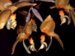 Stanhopea nigripes