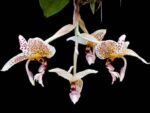 Stanhopea oculata