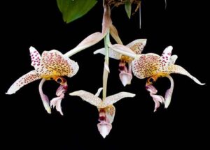 Stanhopea oculata